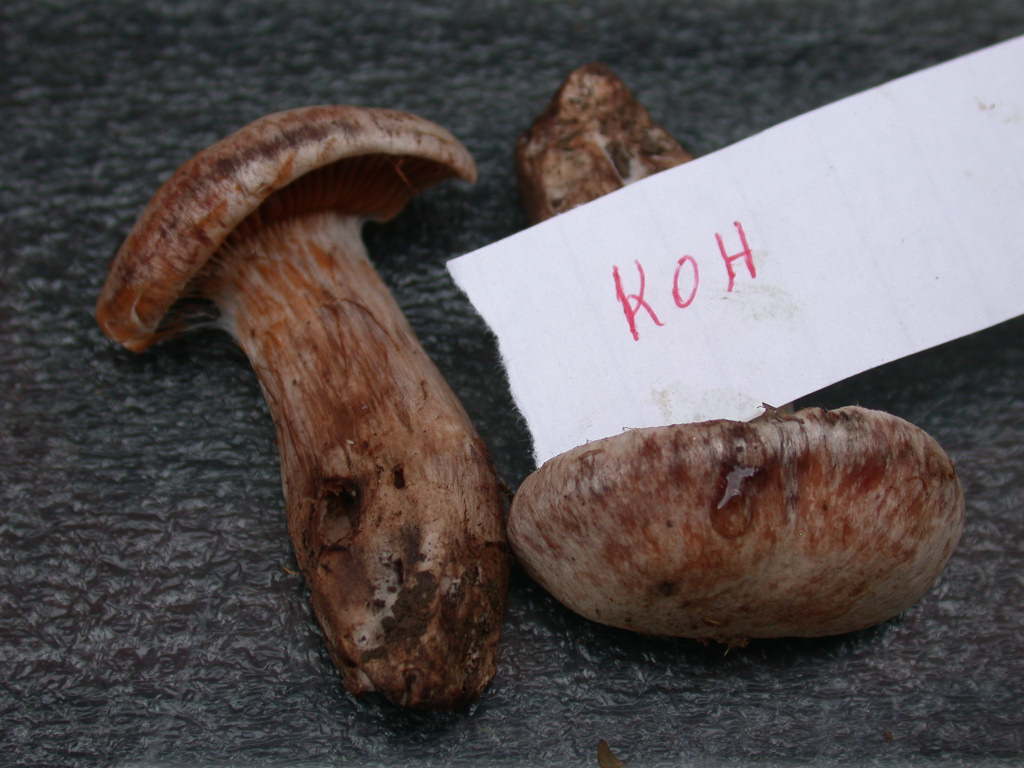 Fungo un p� insolito...